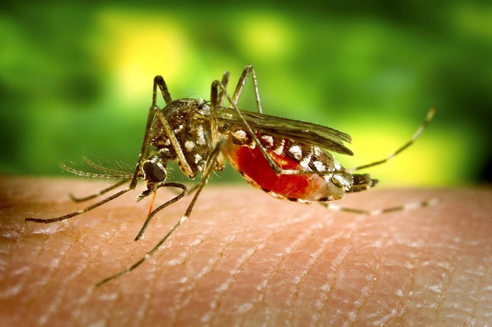  Casos de dengue em Imperatriz crescem 95,3% em 2022, segundo Secretaria Municipal de Saúde