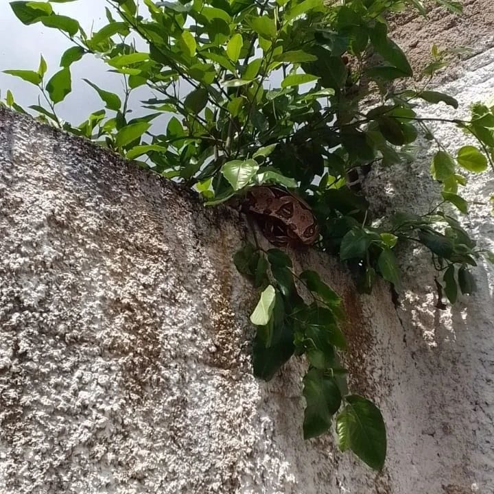 Corpo de Bombeiros resgata jiboia em cima do muro de uma residência no bairro Vilinha
