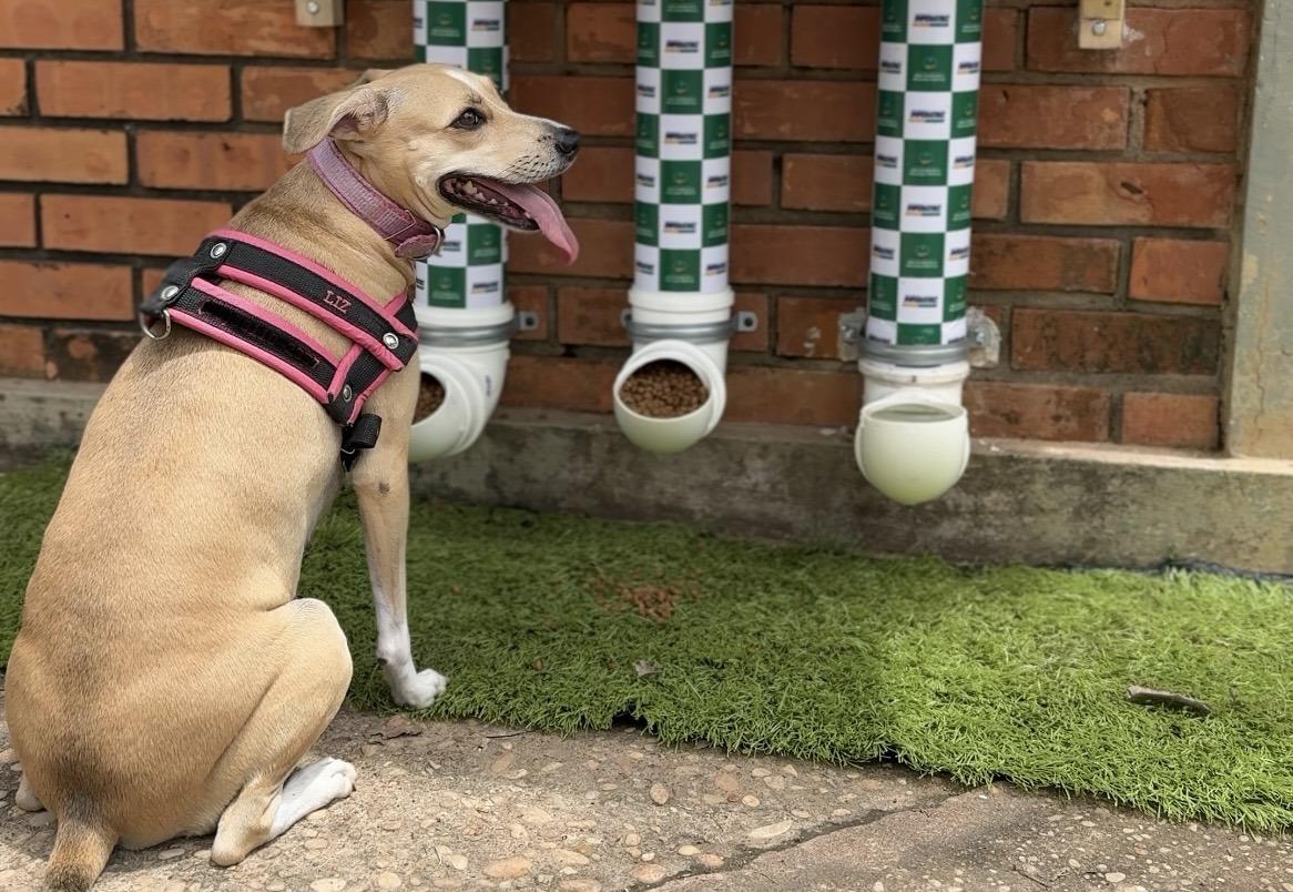 Prefeitura instala comedouros e bebedouros para animais de rua em secretaria e prevê ampliar projeto