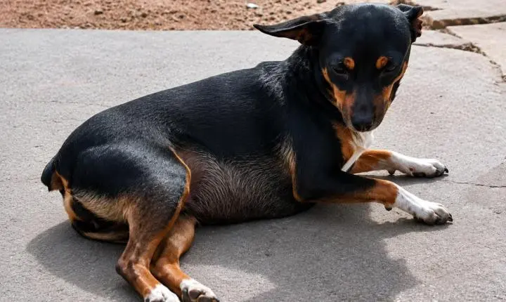 Cadela morre atropelada após carro invadir calçada no bairro Santa Rita