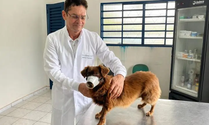 Imperatriz avança no combate ao calazar e atinge 95,5% da meta de encoleiramento