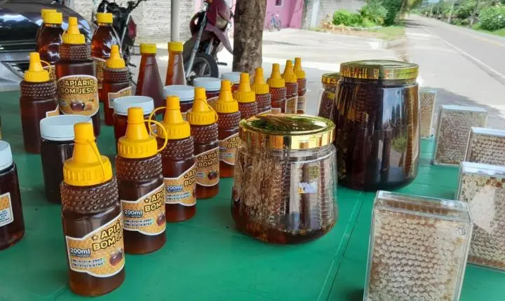 Imperatriz fica atrás de 53 municípios maranhenses na produção de mel em 2025, aponta IBGE