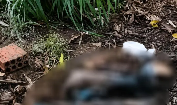 Perna humana é achada as margens da BR-010 Próximo ao Assaí Atacadista