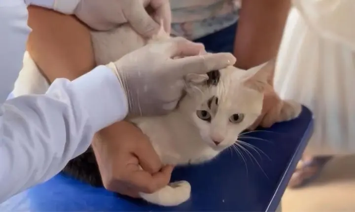 Prefeitura de Imperatriz inicia Campanha de vacinação antirrábica na Zona Rural