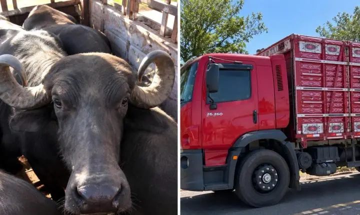 PRF apreende carga de 17 búfalos transportados sem documentação entre Balsas e São Raimundo das Mangabeiras
